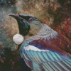 Cool Tui Bird Diamond Paintings