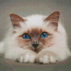 Cool Birman Diamond Paintings