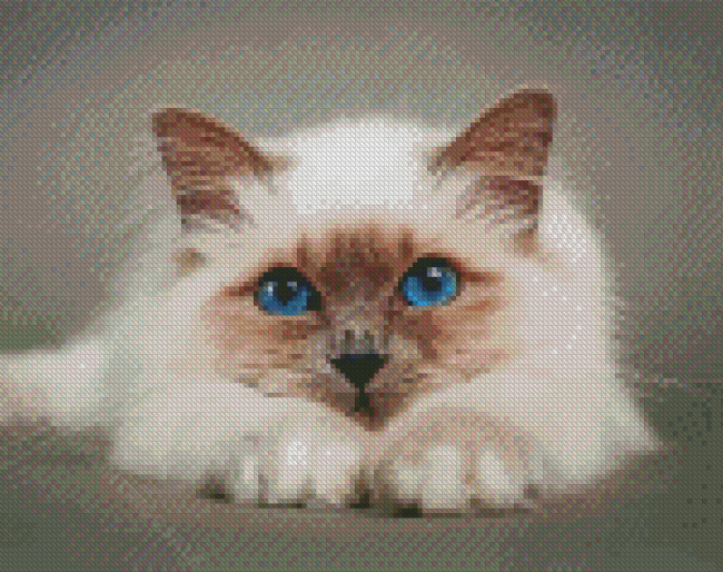 Cool Birman Diamond Paintings