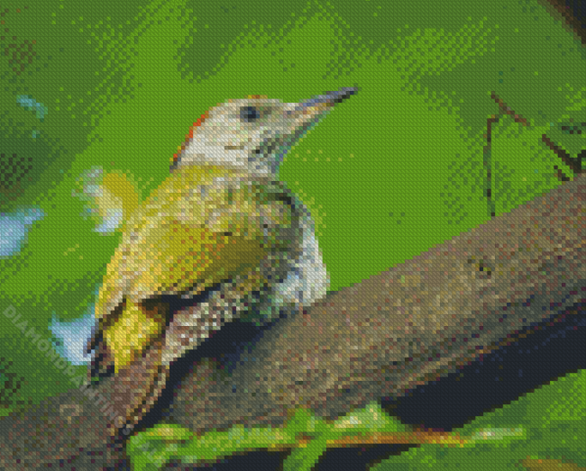 European Woodpecker Bird Diamond Paintings