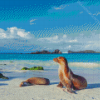 Galapagos Sea Lion Beachside Diamond Paintings