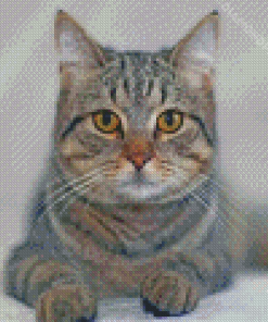 Grey Tabby Cat Diamond Paintings