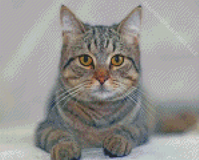 Grey Tabby Cat Diamond Paintings