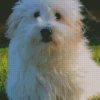 White Coton Tulear Diamond Paintings