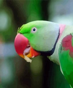 Alexandrine Parakeet Bird Eating Diamond Painting