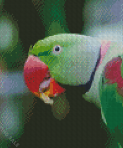 Alexandrine Parakeet Bird Eating Diamond Paintings