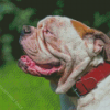 American Bulldog Diamond Paintings