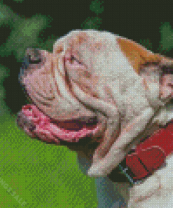 American Bulldog Diamond Paintings