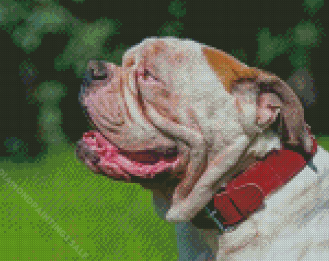 American Bulldog Diamond Paintings