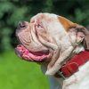 American Bulldog Diamond Painting