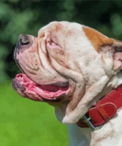 American Bulldog Diamond Painting