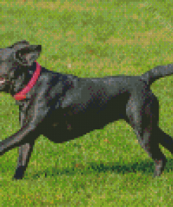 Black French Bulldog Playing Diamond Paintings