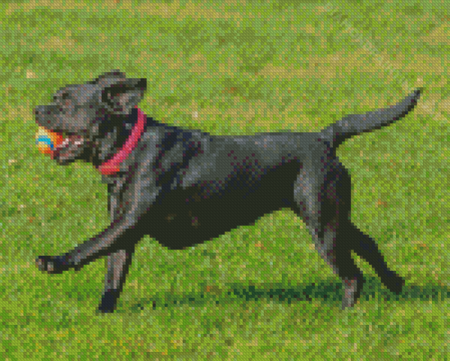 Black French Bulldog Playing Diamond Paintings