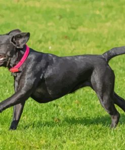 Black French Bulldog Playing Diamond Painting