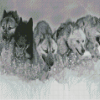 Black And White Sled Dogs Diamond Paintings