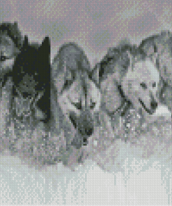 Black And White Sled Dogs Diamond Paintings