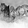 Black And White Sled Dogs Diamond Painting