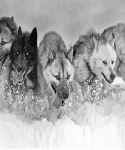 Black And White Sled Dogs Diamond Painting