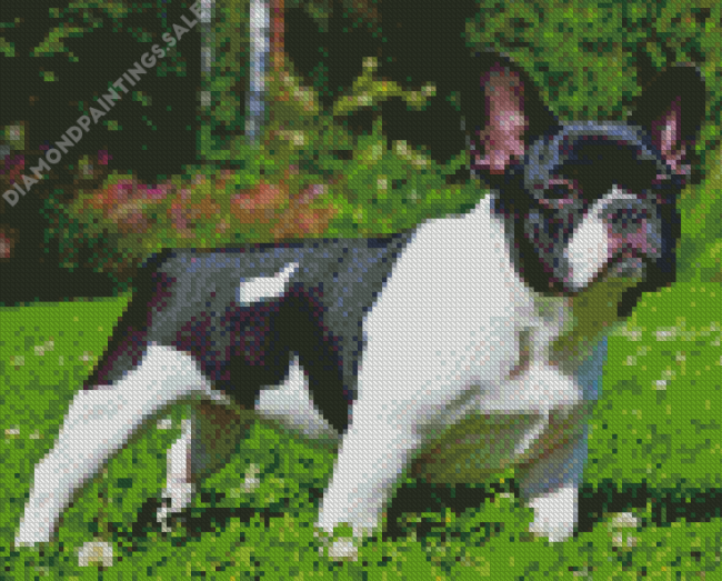 Black Bulldog Diamond Paintings