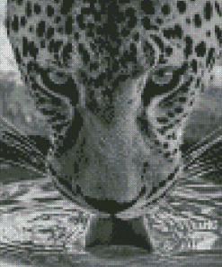 Black And White Tiger Wildlife Diamond Paintings