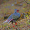 Blood Pheasant Diamond Paintings