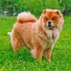 Chow Chow Dog Diamond Painting