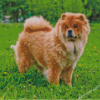 Chow Chow Dog Diamond Paintings