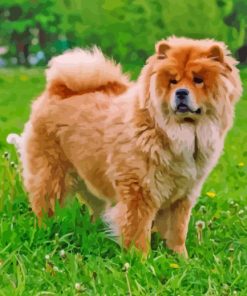 Chow Chow Dog Diamond Painting