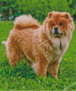 Chow Chow Dog Diamond Paintings