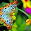 Colorful Butterfly On Flower Diamond Painting