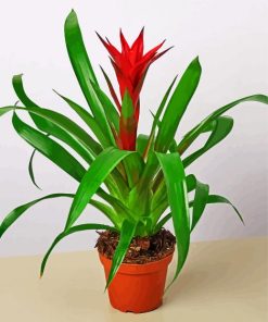 Guzmania Bromeliad Pot Diamond Painting