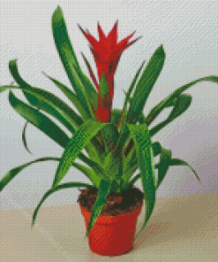 Guzmania Bromeliad Pot Diamond Paintings