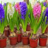 Hyacinth Flowers In Pots Diamond Painting