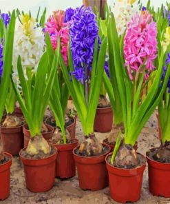 Hyacinth Flowers In Pots Diamond Painting