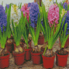 Hyacinth Flowers In Pots Diamond Paintings