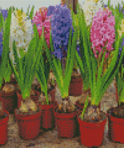 Hyacinth Flowers In Pots Diamond Paintings