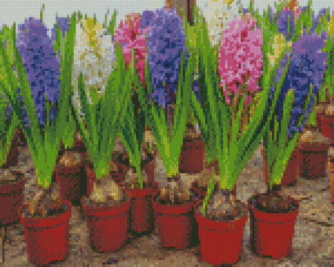 Hyacinth Flowers In Pots Diamond Paintings