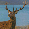 Landscape Stag On A Beach Scotland Diamond Paintings