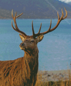 Landscape Stag On A Beach Scotland Diamond Paintings