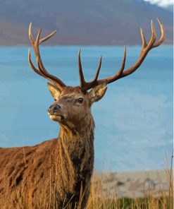 Landscape Stag On A Beach Scotland Diamond Painting