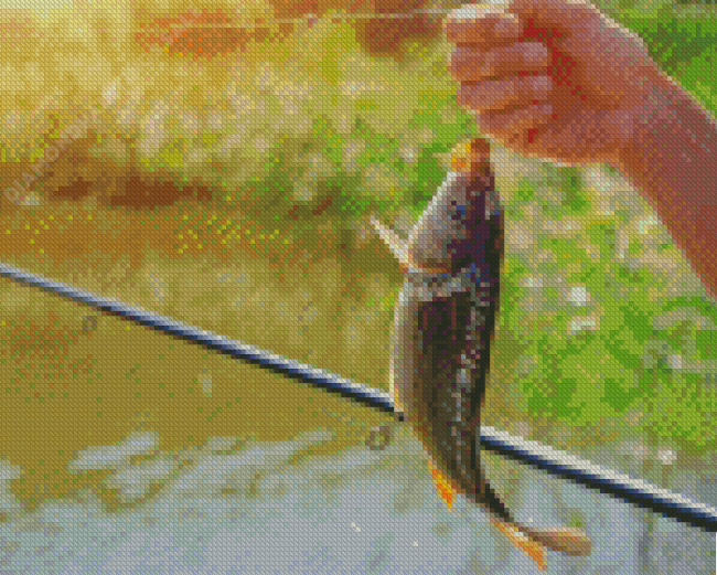 Little Carp Fishing Diamond Paintings