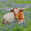 Longhorn In Bluebonnets Diamond Paintings