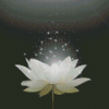 Magical White Lotus Diamond Paintings