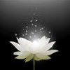 Magical White Lotus Diamond Painting