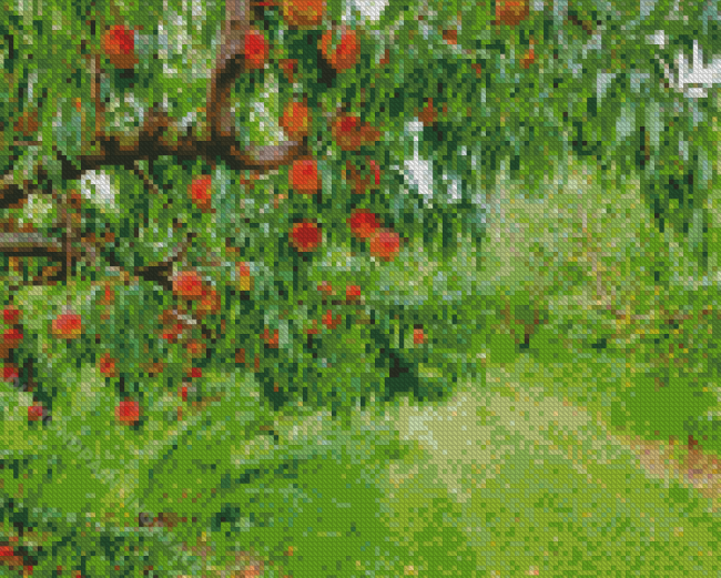 Peach Trees Diamond Paintings