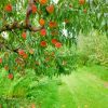 Peach Trees Diamond Painting