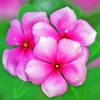 Pink Periwinkle Flowers Diamond Painting