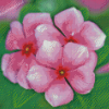 Pink Periwinkle Flowers Diamond Paintings