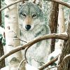 Snow Wolf Among Birches Diamond Painting