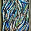 The Sardines Diamond Painting